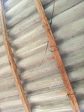 Heylen hooo online show from March 2026 05:17:01 AM