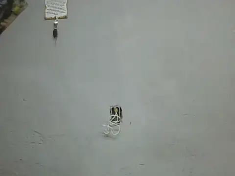 UrsoBissexualPauGrosso online show from March 2026 12:22:01 AM