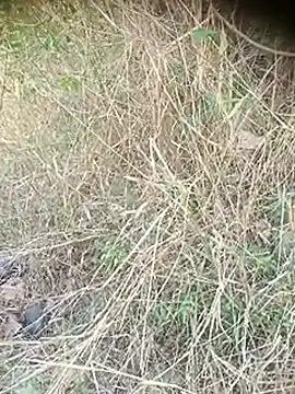 Ambala1 online show from April 2026 06:38:02 AM