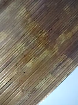 ssbunny65 online show from March 2026 05:03:01 AM