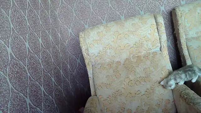 DollyGersonn online show from April 2026 04:40:01 AM