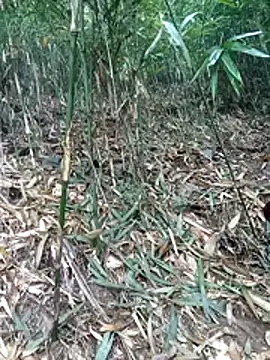 kalara kail online show from March 2026 01:57:02 AM