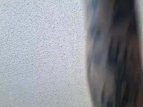 Envyussfantasy online show from May 2026 06:06:01 PM