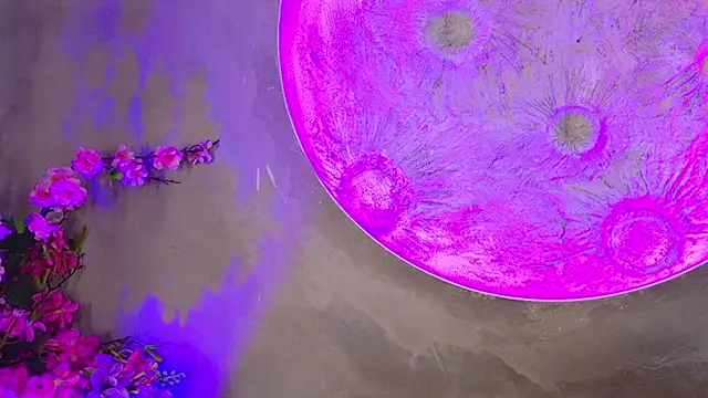 lara curly online show from June 2026 10:04:02 AM