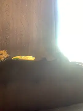 -Jack Zoe- online show from March 2026 03:13:01 PM