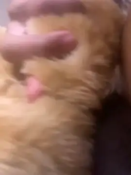 Bigcock127 online show from March 2026 04:29:02 PM