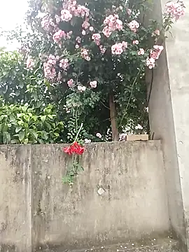 Lily Daisy online show from April 2026 01:01:01 AM