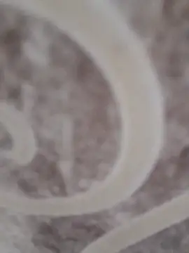 sk022 online show from April 2026 06:34:02 PM