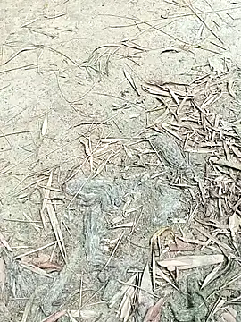 EdenJuniper online show from May 2026 05:00:01 AM