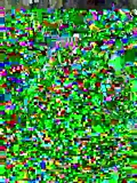 sissyvee online show from January 2026 05:00:02 AM