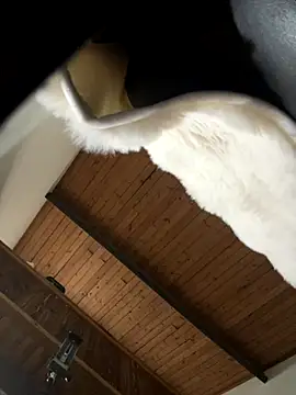 Snapshot of odbodu chatting on November 2025 08:51:01 PM odbodu online show from November 2025 08:51:01 PM