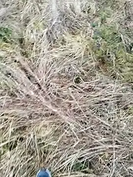 Muzz 2020 online show from March 2025 07:13:02 AM