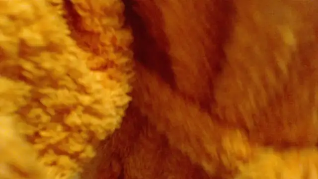 larawet online show from February 2025 06:48:02 PM