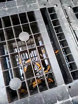 Ethangay online show from February 2026 07:19:01 AM