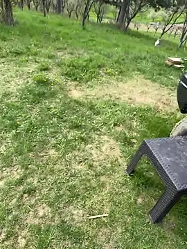 Alimela online show from April 2026 11:58:01 AM