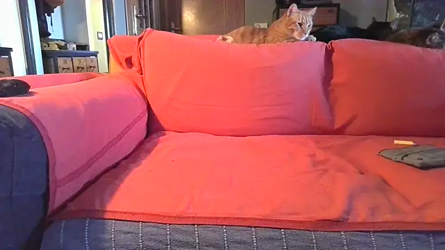 Snapshot of naked_bear chatting on February 2025 10:41:01 AM naked bear online show from February 2025 10:41:01 AM