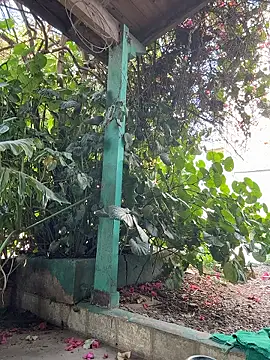 sofy alone online show from January 2026 12:09:01 PM