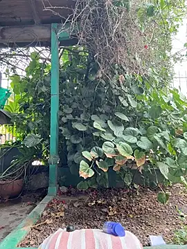 sofy alone online show from February 2026 11:28:01 AM