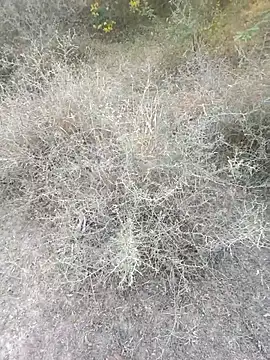 rameshmry1 online show from March 2026 12:11:02 PM