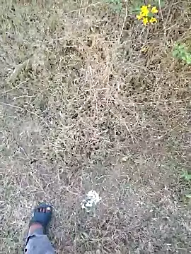 rameshmry1 online show from March 2026 12:20:02 PM