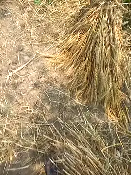 FinableKnee online show from April 2026 05:31:02 AM