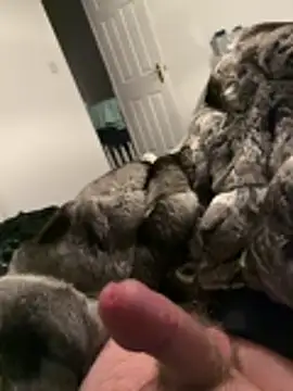 Furdale online show from November 2025 05:24:01 PM