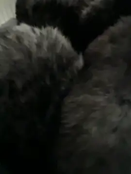 Snapshot of Furdale chatting on February 2026 03:01:02 PM Furdale online show from February 2026 03:01:02 PM