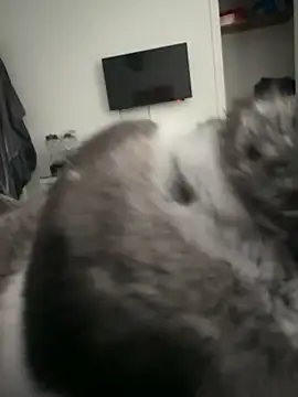 Snapshot of Furdale chatting on September 2025 04:32:01 PM Furdale online show from September 2025 04:32:01 PM