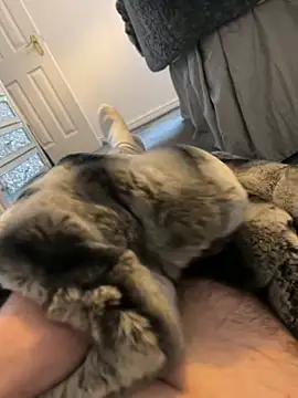 Snapshot of Furdale chatting on January 2025 01:57:01 PM Furdale online show from January 2025 01:57:01 PM