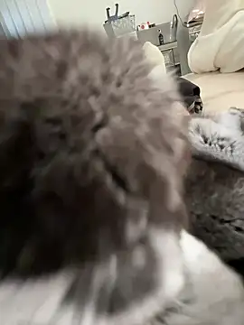 Furdale online show from March 2026 03:30:02 PM