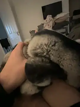 Snapshot of Furdale chatting on January 2025 02:41:01 PM Furdale online show from January 2025 02:41:01 PM