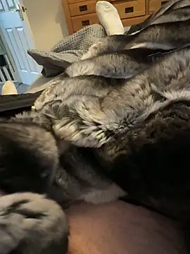 Furdale online show from March 2026 04:18:02 PM