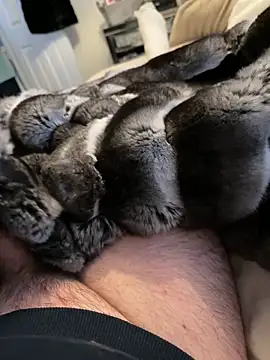 Snapshot of Furdale chatting on February 2026 03:31:02 PM Furdale online show from February 2026 03:31:02 PM