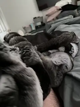 Furdale online show from October 2025 02:14:02 PM