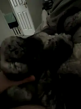 Furdale online show from November 2025 01:55:01 PM