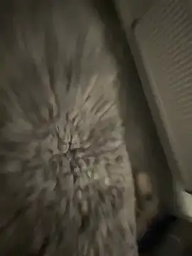 Snapshot of Furdale chatting on January 2025 05:19:01 PM Furdale online show from January 2025 05:19:01 PM