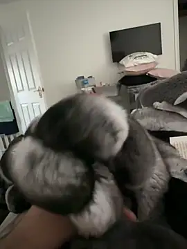 Furdale online show from November 2025 02:44:02 PM