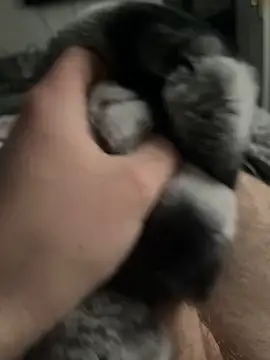 Snapshot of Furdale chatting on February 2025 03:06:01 PM Furdale online show from February 2025 03:06:01 PM