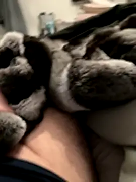 Furdale online show from November 2025 05:16:02 PM