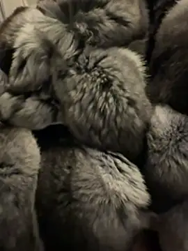 Snapshot of Furdale chatting on February 2026 04:58:02 PM Furdale online show from February 2026 04:58:02 PM