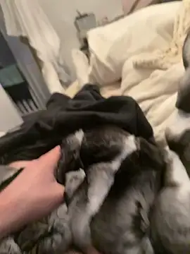 Snapshot of Furdale chatting on February 2026 04:35:01 PM Furdale online show from February 2026 04:35:01 PM