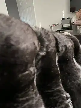 Snapshot of Furdale chatting on February 2026 03:56:02 PM Furdale online show from February 2026 03:56:02 PM