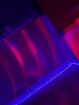 Sanieku online show from April 2026 09:08:02 PM