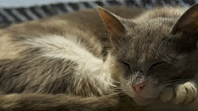 tattooed test online show from April 2026 02:20:01 PM