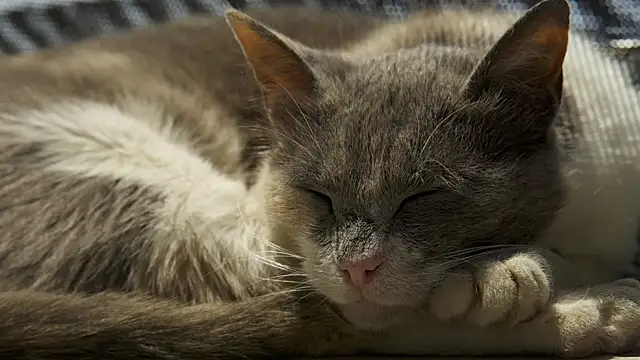 tattooed test online show from December 2024 10:08:02 AM