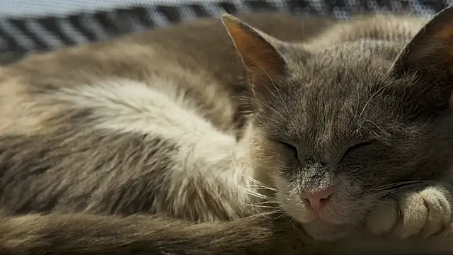 tattooed test online show from October 2025 09:55:02 AM