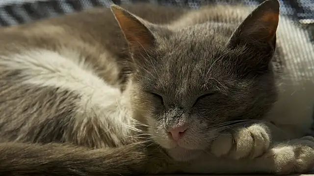 tattooed test online show from December 2024 08:03:02 AM