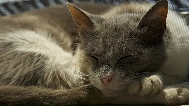 tattooed test online show from February 2025 09:20:02 AM