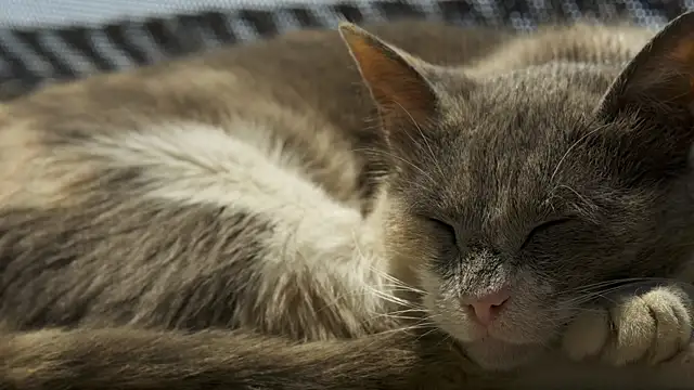 tattooed test online show from October 2025 03:56:01 PM