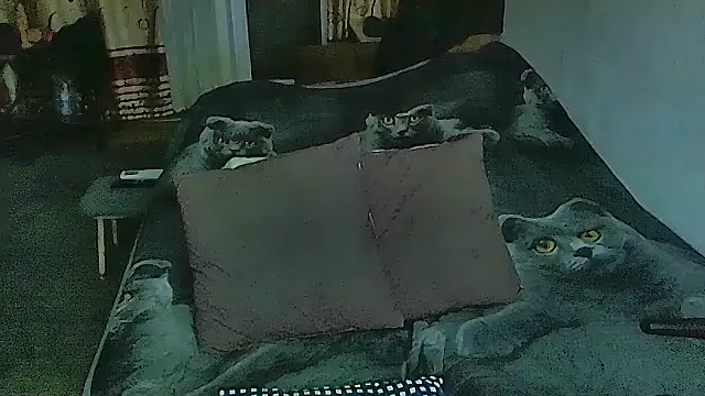 sex2 online show from February 2026 11:15:02 PM